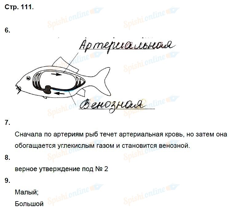 Биология 7 лабораторная работа 5. Биология 7 класс латюшин лабораторная работа. Лабораторная по биологии 7 класс латюшин. Лабораторная работа по биологии 7 класс. Лабораторная работа 5 по биологии 7 класс латюшин.